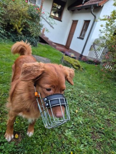 Maulkorbberatung inkl. Kehlriemen Kehlriemen-maulkorb-langenzenn-toller-retriever