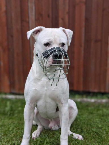 Maulkorb für AmStaff Weißer Hund mit Maulkorb sitzt im Gras vor einer Holzlattenzaun.