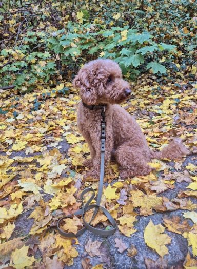 Führleine individuell Biothane individuelle-erstellung-leine-biothane