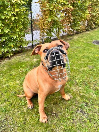 Maulkorbberatung XXL Bulli Fürth Maulkorbberatung in Langenzenn und Umgebung, Maulkorb-Anpassung, Nürnberg, Fürth, Erlangen