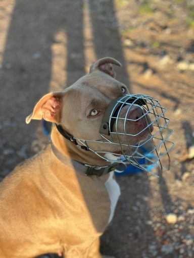Maulkorbberatung DogWalker Maulkorb-langenzenn-beartung