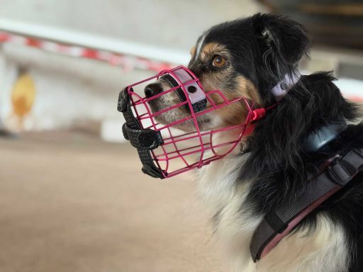 Pulverbeschichtung für Maulkörbe individuelle Erstellung von Maulkorb