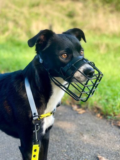 Maulkorb-Beratung Maulkorbberatung in Erlangen und Umgebung, Maulkorb-Anpassung, Nürnberg, Fürth, Ansbach