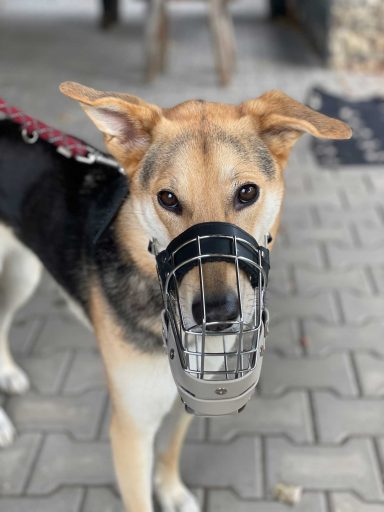 Fressschutz Biothane Maulkorbberatung in Langenzenn und Umgebung, Maulkorb-Anpassung, Nürnberg, Fürth, Erlangen, Fresschutz