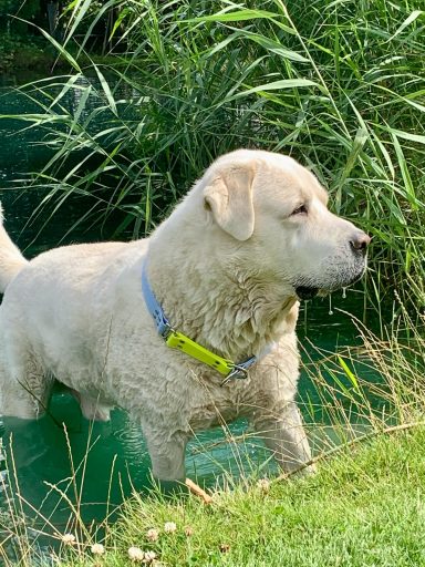 individuelles Halsband für Herdenschützer Ein gelber Labrador steht im Wasser, umgeben von hohem Grün.