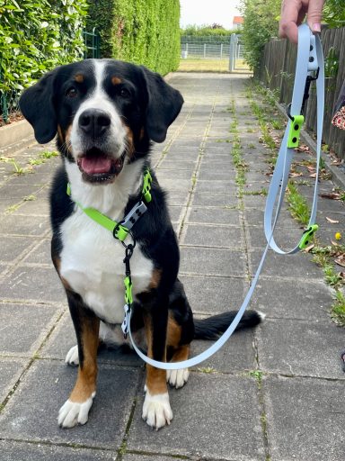 Halsband und Leine von STUDIO SCHNAUZ Schwarz-weißer Hund mit Halsband und Leine sitzt auf einem Gehweg zwischen Hecken.