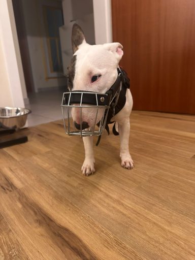 Maulkorb für Bullterrier Ein Bullterrier mit Maulkorb steht auf einem Holzboden.